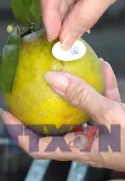 Mã số vùng trồng, nâng tầm nông sản xuất khẩu