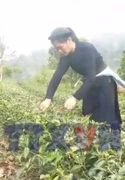 Phát triển hợp tác xã theo hướng liên kết sản xuất, tiêu thụ