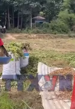 Đồng bào dân tộc Khmer thu hoạch nông sản đón Tết Chôl Chnăm Thmây