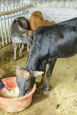 Điện Biên: Chủ động phòng, chống rét cho đàn gia súc
