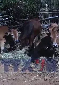 Người dân vùng cao Nậm Có chủ động phòng, chống rét cho gia súc