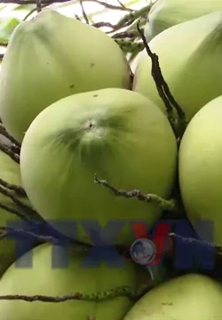 Phát triển vùng chuyên canh dừa phục vụ xuất khẩu