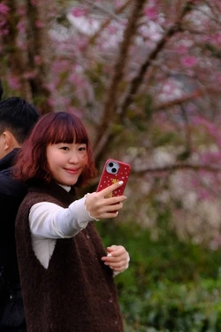 Xây dựng bản đồ số cho du khách trong Lễ hội hoa mai anh đào - Đà Lạt