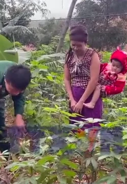 Từ canh tác nương rẫy đến những mô hình kinh tế xanh