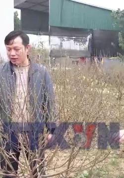Làng hoa đào Nhà Nít rộn ràng vào vụ Tết Bính Ngọ