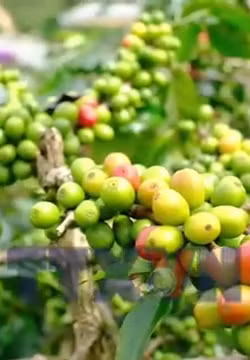 Lâm Đồng nâng tầm giá trị cho hạt cà phê xuất khẩu