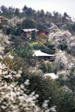 Hoa sơn tra ở Ngọc Chiến vào mùa nở rộ thu hút du khách tới trải nghiệm