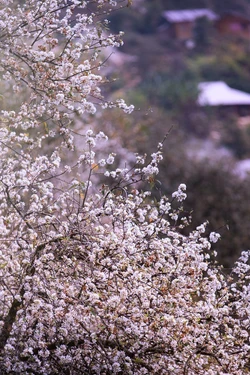 Mùa hoa sơn tra tinh khôi ở Nậm Nghiệp