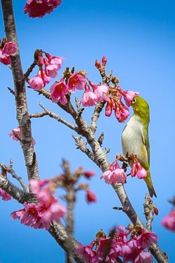 Hàng nghìn cây anh đào nở rộ trên đảo hoa Pá Khoang