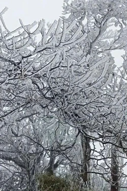 Cao Bằng: Phòng, chống rét, bảo vệ sản xuất vụ Đông Xuân