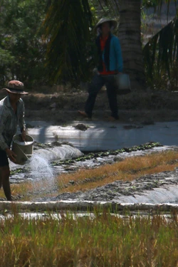 Bảo đảm nước ngọt phục vụ sản xuất nông nghiệp trong mùa khô