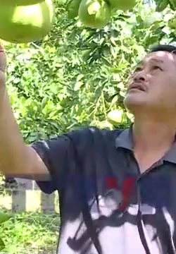 Từ quả ngọt thoát nghèo đến hành trình ra biển lớn