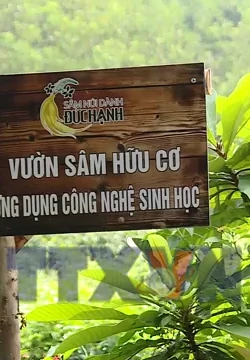 Sâm Núi Dành - mở hướng thoát nghèo cho người nông dân