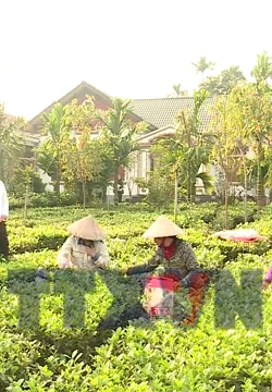 Hà Nội phát triển kinh tế vùng đồng bào dân tộc thiểu số