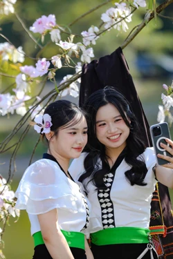 Hoa ban bung nở trên phố núi Điện Biên