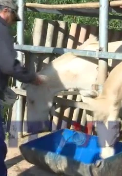 Chuyện nuôi ngựa thoát nghèo ở vùng biên Lạng Sơn