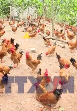 Gà đồi Chí Linh sẵn sàng cho thị trường Tết