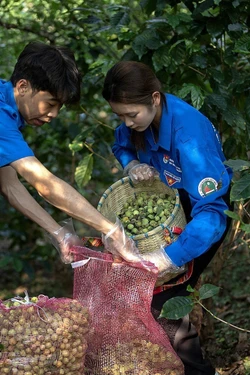 'Cứu' hàng trăm tấn mơ, mận Sơn La bị thiệt hại do mưa đá