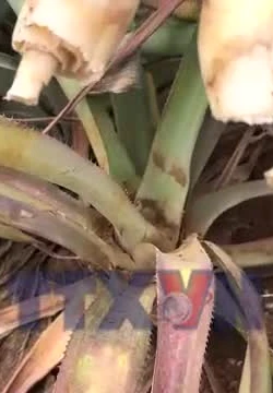 Dứa chết hàng loạt, người nông dân thiệt hại nặng nề