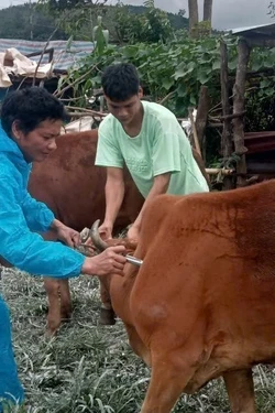 Xuất hiện ổ dịch nghi lở mồm long móng ở Quảng Ngãi