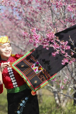 Khai mạc Lễ hội Hoa anh đào xã Mường Phăng