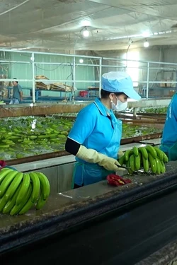 Ứng dụng công nghệ đưa sản phẩm chuối thành hàng xuất khẩu chủ lực