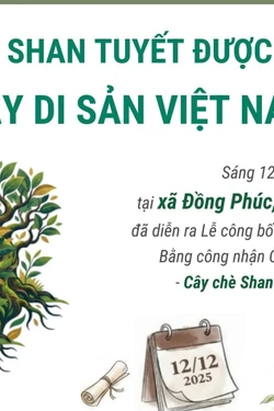 12 cây chè shan tuyết được công nhận là Cây Di sản Việt Nam