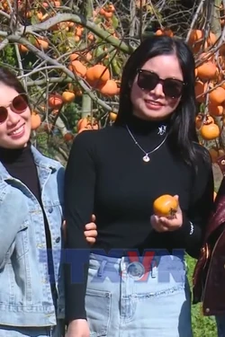 Khám phá mùa hồng chín trên cao nguyên Mộc Châu