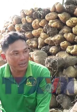 Nông dân U Minh Thượng trúng mùa khoai mỡ