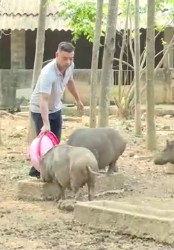 Nông dân Phú Thọ thi đua sản xuất giỏi gắn với xây dựng nông thôn mới