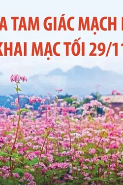 Lễ hội Hoa tam giác mạch năm 2025 khai mạc tối 29/11/2025
