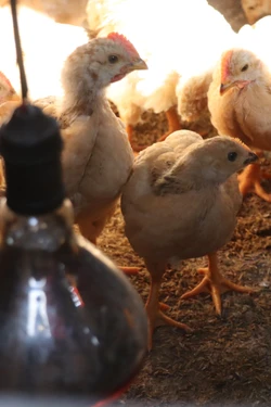 Nông dân Hà Tĩnh chủ động chống rét, giữ an toàn đàn gia súc