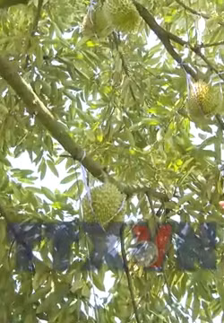 Vốn vay mở ra hướng thoát nghèo cho nông dân vùng biên Đồng Nai