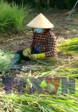 Xuân mới trên Cù lao Tân Phú Đông