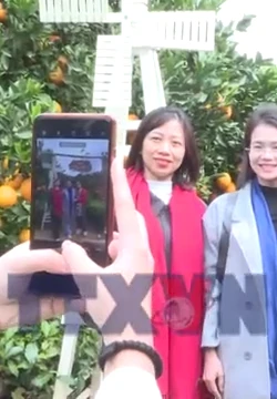 Trải nghiệm mùa cam ly trên cao nguyên Mộc Châu