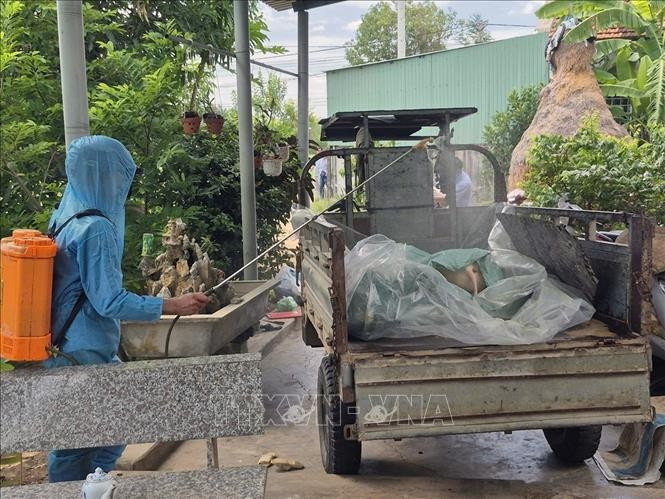 Lực lượng chức năng phun tiêu độc, khử trùng trước khi đưa lợn mắc bệnh đi tiêu hủy. Ảnh tư liệu: TTXVN lon-14825.jpg