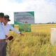 Trà Vinh ứng dụng công nghệ 4.0 trong sản xuất nông nghiệp