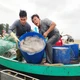 "Mùa vàng" sứa biển, ngư dân ven bờ bội thu