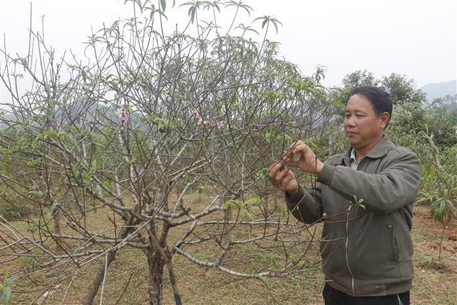 Gia đình anh Nguyễn Văn Sơn ở xóm Đồng Bản có 3.000 gốc đào phai và đào bích phục vụ Tết Ất Tỵ 2025. Ảnh: Bích Huệ - TTXVN potal-nong-dan-nghe-an-cham-soc-dao-phuc-vu-tet-at-ty-2025-7777174.jpg