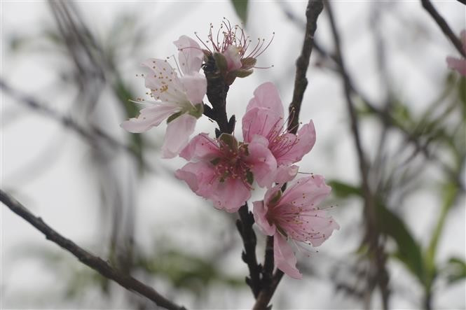 Thời điểm này, nhiều cây đào ở xã Kim Thành, huyện Yên Thành đã ra hoa thắm hồng. Ảnh: Bích Huệ - TTXVN potal-nong-dan-nghe-an-cham-soc-dao-phuc-vu-tet-at-ty-2025-7777176.jpg