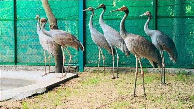 6 cá thể sếu đầu đỏ đầu tiên mà tỉnh Đồng Tháp tiếp nhận từ Vườn thú Nakhon Ratchasima (Thái Lan). Ảnh: TTXVN phát potal-dong-thap-tiep-nhan-6-ca-the-seu-dau-do-dau-tien-tu-thai-lan-7983703.jpg