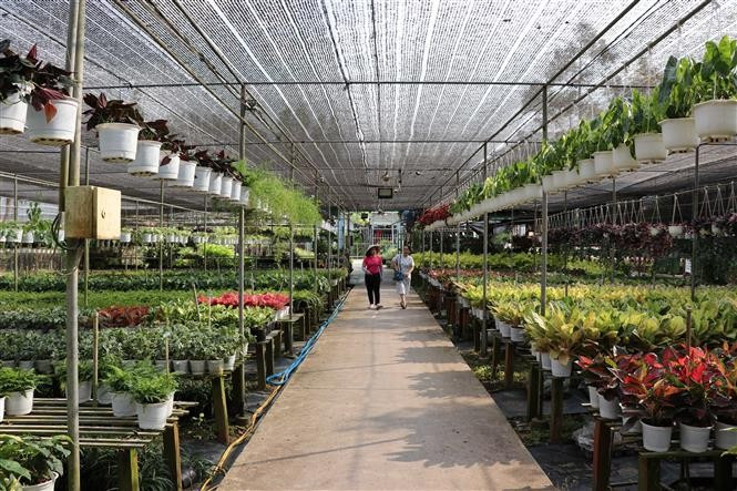 Khu nhà lưới trồng hoa và cây cảnh Làng Hoa Sa Đéc cho du khách thăm quan và mua sắm tại khu du lịch. Ảnh: Minh Hưng – TTXVN potal-du-lich-viet-nam-dac-sac-du-lich-miet-vuon-o-lang-hoa-sa-dec-7361194.jpg