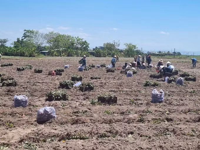 potal-nong-dan-gia-lai-phan-khoi-voi-vu-khoai-lang-duoc-mua-duoc-gia-7937804.jpg