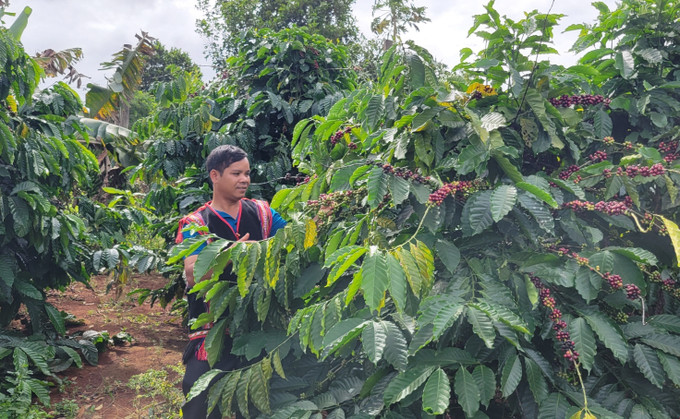Ông Rơ Châm Djuk, trưởng thôn Châm Aneh, phường Chi Lăng, thành phố Pleiku (Gia Lai) áp dụng khoa học kỹ thuật giúp vườn cà phê của gia đình có năng suất cao. Ảnh: Hồng Điệp - TTXVN potal-gia-lai-truong-thon-ro-cham-djuk-guong-mau-neu-cao-tinh-than-trach-nhiem-7787204.jpg