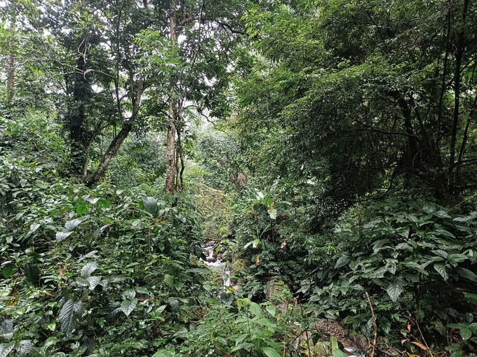 Nhờ bảo vệ rừng tốt, Nà Hẩu trở thành địa phương hiếm có trong tỉnh Yên Bái với độ che phủ rừng đạt 90%. Ảnh: TTXVN phát potal-tet-rung-net-van-hoa-doc-dao-cua-nguoi-mong-na-hau-7840838.jpg