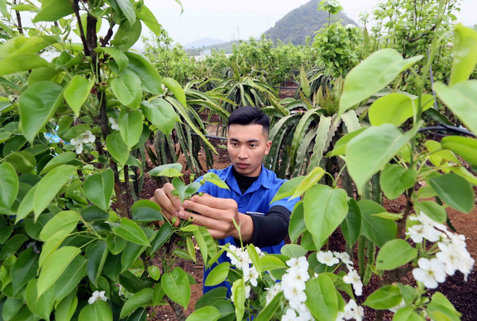 Anh Bùi Việt Hùng, Bí thư Chi đoàn bản Hoàng Văn Thụ, xã Hua La, thành phố Sơn La, tỉnh Sơn La chăm sóc vườn cây lê của gia đình. Ảnh: Quang Quyết - TTXVN potal-thanh-nien-son-la-khat-vong-lap-than-lap-nghiep-7924984.jpg
