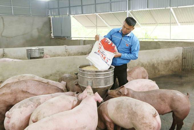 Anh Điêu Chính Tuyền (dân tộc Thái) tại bản Tam Quỳnh, xã Chiềng Đen, thành phố Sơn La, tỉnh Sơn La chăm sóc đàn lợn. Ảnh: Quang Quyết - TTXVN potal-thanh-nien-son-la-khat-vong-lap-than-lap-nghiep-7924993.jpg