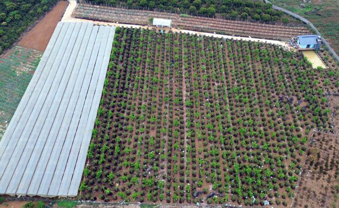 Vườn cây ăn quả rộng khoảng 1,2ha của gia đình anh Bùi Việt Hùng, Bí thư Chi đoàn bản Hoàng Văn Thụ, xã Hua La, thành phố Sơn La, tỉnh Sơn La mỗi năm cho thu lãi khoảng 600 triệu đồng. Ảnh: Quang Quyết - TTXVN potal-thanh-nien-son-la-khat-vong-lap-than-lap-nghiep-7924986.jpg