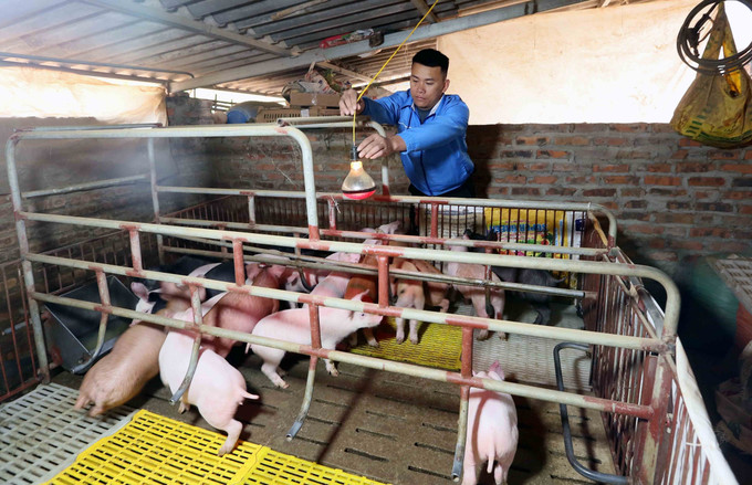Anh Điêu Chính Tuyền (dân tộc Thái) tại bản Tam Quỳnh, xã Chiềng Đen, thành phố Sơn La, tỉnh Sơn La thắp điện sưởi ấm cho đàn lợn giống của gia đình. Ảnh: Quang Quyết - TTXVN potal-thanh-nien-son-la-khat-vong-lap-than-lap-nghiep-7924987.jpg