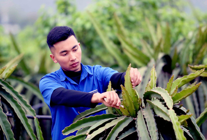 Anh Bùi Việt Hùng, Bí thư Chi đoàn bản Hoàng Văn Thụ, xã Hua La, thành phố Sơn La, tỉnh Sơn La chăm sóc cây thanh long. Ảnh: Quang Quyết - TTXVN potal-thanh-nien-son-la-khat-vong-lap-than-lap-nghiep-7924996.jpg